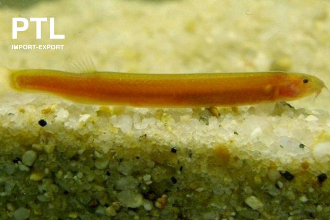 PTL692994  ACANTHOPHTHALMUS KUHLII GOLD